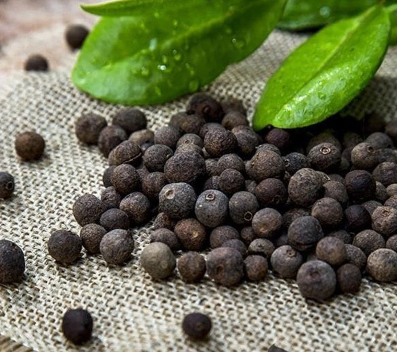 Live All Spice Plant Ð Quart PotÐ Hardy & Well-Rooted for Garden or Patio Garden Plants