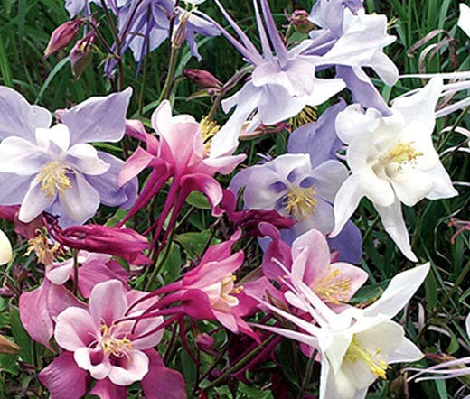COLUMBINE DWARF MIX Aquilegia Vulgaris - 2,000 Bulk Seeds Garden Plants