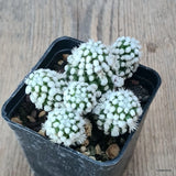 D6390 MAMMILLARIA GRACILIS CV. ORUGA pot7-H5-W8 cm MaMa Cactus Green Plant