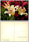 Golden-banded Lily Lilium Auratum Flower Botanical Postcard Switzerland Lily