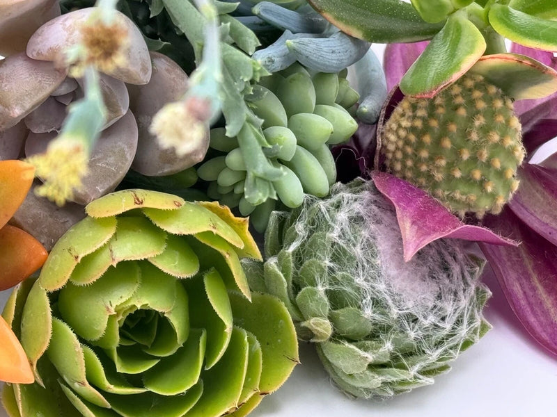 Assorted succulent cuttings with rosette and prickly cactus-like leaves, unrooted