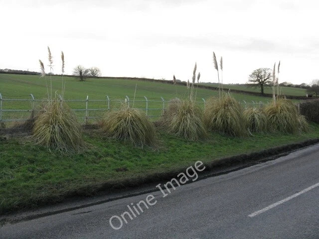Photo 6x4 Pampas Grass & Fields Alongside The B4214 Collington  c2010 Pampas Grass