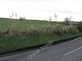Photo 6x4 Pampas Grass & Fields Alongside The B4214 Collington  c2010 Pampas Grass