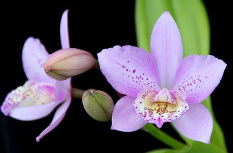 Purple cattleya orchid flower with speckled center and green buds on leaf stems