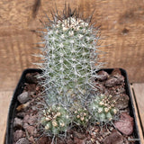 D3678 COPIAPOA LONGISPINA pot14-H13-W11 cm MaMa Cactus Green Plant