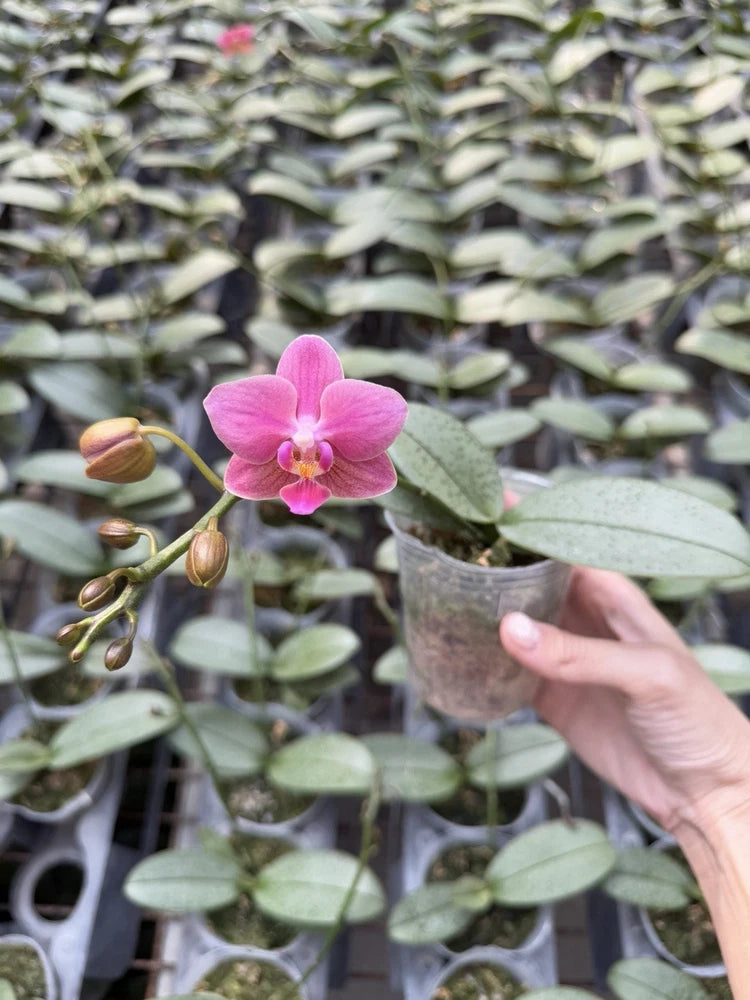Pink Phalaenopsis orchid flower in small pot with green leaves