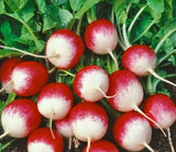 RADISH SEEDS 200+ SPARKLER survival GARDEN quick harvest VEGETABLE FREE SHIPPING Garden Plants