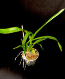 Oncidium Orchid spacelatum yellow orchid-pansy orchid-dancing lady yellow Orchids