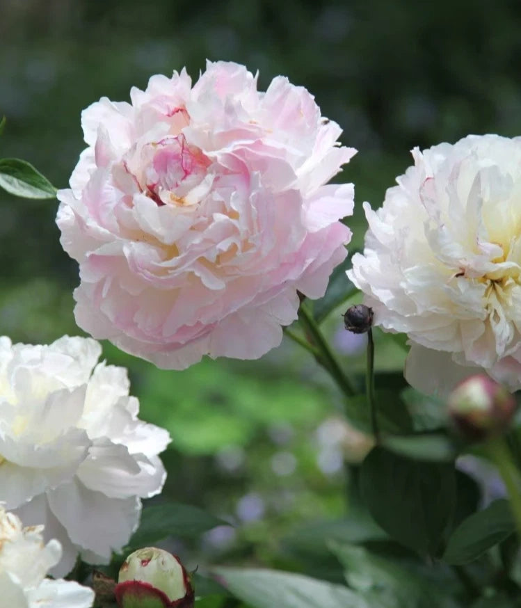 Pink and white peony perennial with double blooms and green leaves