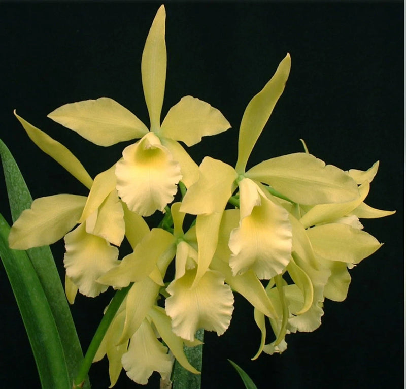 Mounted orchid with pale yellow and light green ruffled blossoms