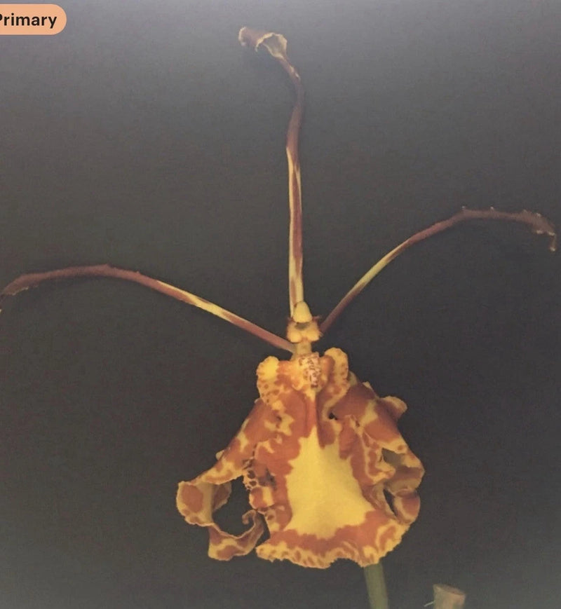 Orchid live Psychopsis Mariposa - potted Orchids