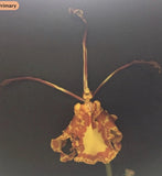 Orchid live Psychopsis Mariposa - potted Orchids