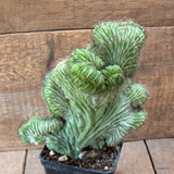 D6545 POLASKIA CHICHIPE CRESTED pot10-H20-W21 cm MaMa Cactus Green Plant