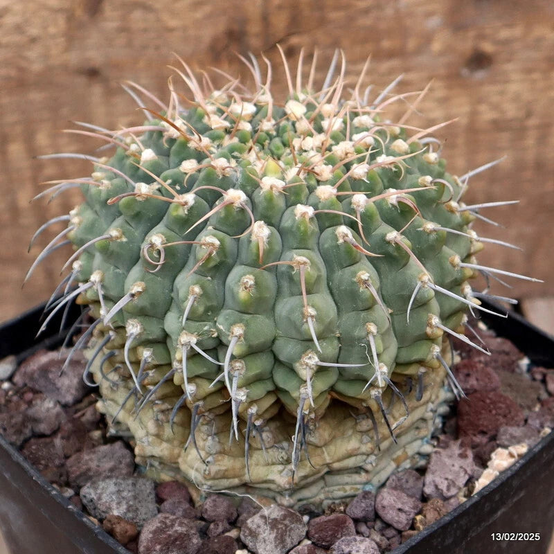 D2977 GYMNOCALYCIUM VATTERI VERY OLD pot14-H12-W12 cm MaMa Cactus Green Plant