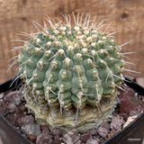 D2977 GYMNOCALYCIUM VATTERI VERY OLD pot14-H12-W12 cm MaMa Cactus Green Plant
