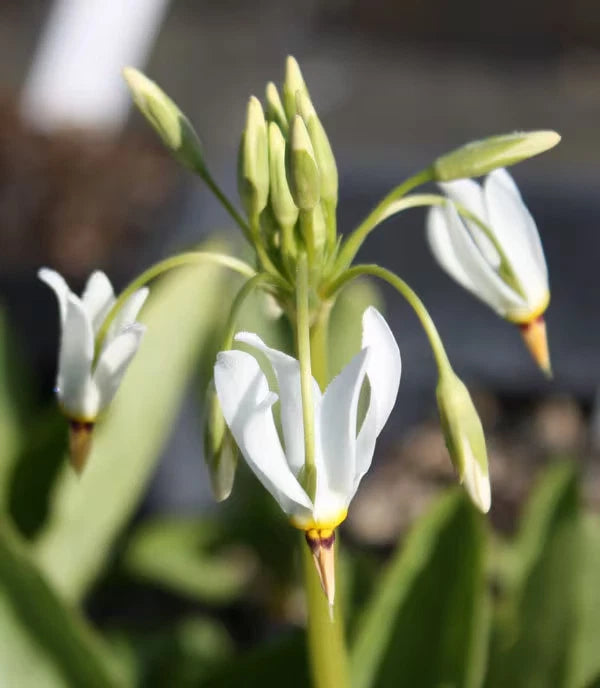 Shooting Star (Dodecatheon meadia) Bare-root Green Plant