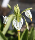 Shooting Star (Dodecatheon meadia) Bare-root Green Plant