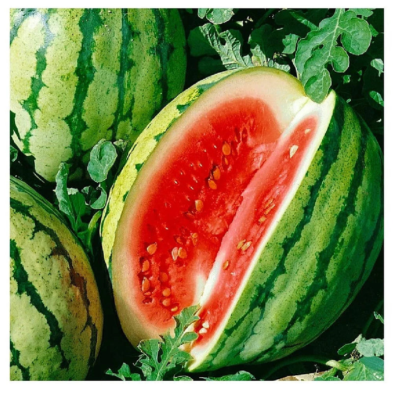 25+ DIXIE QUEEN WATERMELON FRESH FOR GARDENS NON - GMO Garden Plants