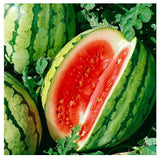 25+ DIXIE QUEEN WATERMELON FRESH FOR GARDENS NON - GMO Garden Plants