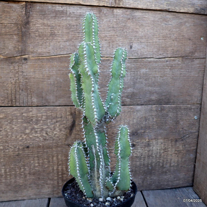 Euphorbia polyacantha succulent cactus in dark pot, upright green branching stems