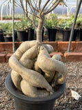 Euphorbia hedyotoide RareSucculent Cactus Plant Home Garden RootTuber Garden Plants