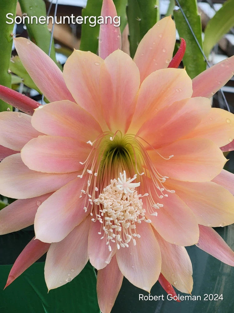 Epiphyllum 'Sonnenuntergang' orchid cactus flower with peach-pink petals and yellow center