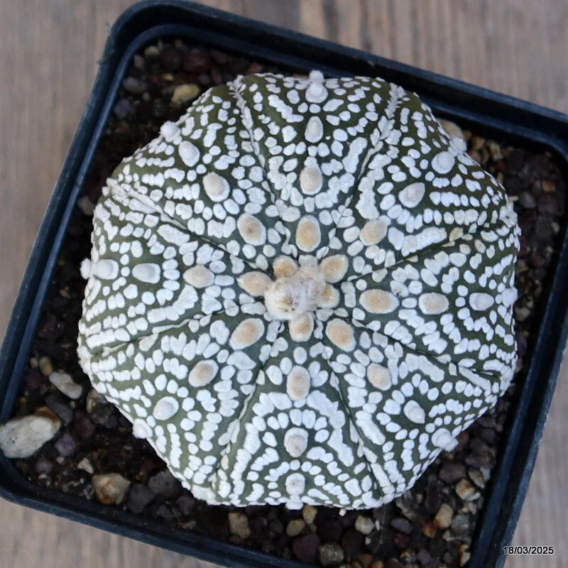 Star cactus with white spot patterns, in black pot with gravel