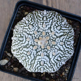 A4445 ASTROPHYTUM SUPERKABUTO STAR pot9-H6-W8 cm MaMa Cactus Green Plant