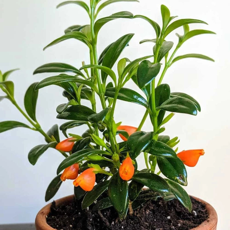 Goldfish Plant 7" Height - Live Plant - Seedling in 3.5" pot Orchids