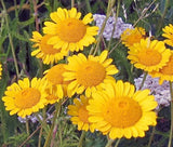 MARGUERITE GOLDEN Anthemis Sancti-Johannis - 1,000 Bulk Seeds Garden Plants