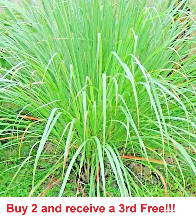 LEMONGRASS 1000+ SEEDS LEMON GRASS MOSQUITO INSECT REPELLENT FRESH NON-GMO Garden Plants
