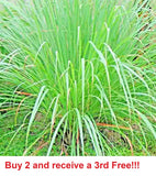 LEMONGRASS 1000+ SEEDS LEMON GRASS MOSQUITO INSECT REPELLENT FRESH NON-GMO Garden Plants