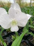 Dendrobium Emma Burana White Comes in 4