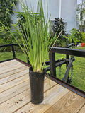 Vetiver live plant for EROSION CONTROL & Ornamental use Green Plant