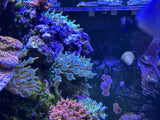 Fluorescent Green Bubble Tip Anemone 5-7 Inch LG Size - Aquacultured Reef Anemone