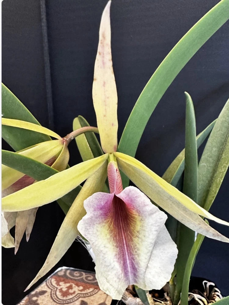 Purple-and-white orchid flower with long green leaves in a pot