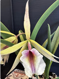 Rcv. David Sander x C. dowiana v. coerulea - 5Ó Pot Orchids