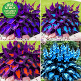 Hosta Seeds 99 Pieces Perennial Shade Garden Plants Low Maintenance Indoor Garden Plants