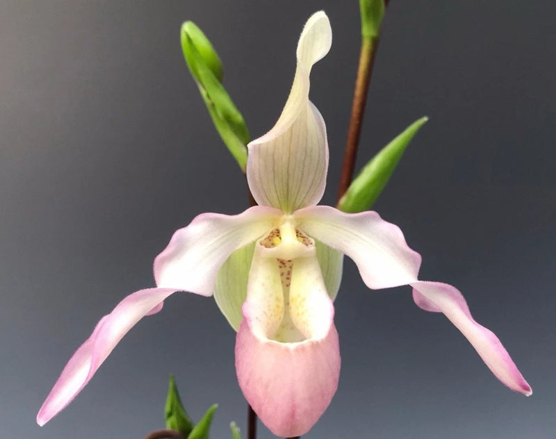 Phragmipedium sedenii orchid flower with pink and white petals