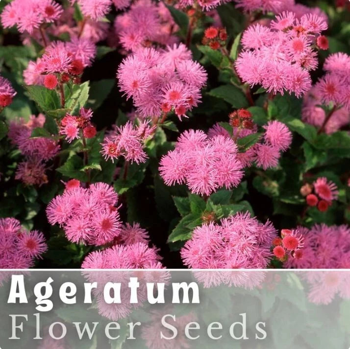 Ageratum Seeds - 150 Seeds - Pink Mist - Garden Bloom Annual Flower Seeds Garden Plants