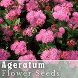 Ageratum Seeds - 150 Seeds - Pink Mist - Garden Bloom Annual Flower Seeds Garden Plants