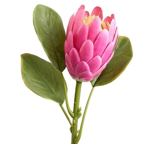 Pink tropical flower stem with rose-like blooms and green leaves