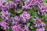 2 Bulbs Corydalis Yanhusuo Engosaku Hyeonhosaek Medicinal Herbaceous Plants Flowering Plants