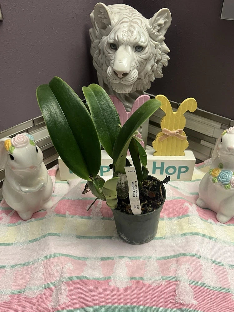 Live orchid plant in a black pot with glossy green leaves and small plant label