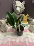 Live Orchid plantÑ-Rlc. Chief Marshal Orchids