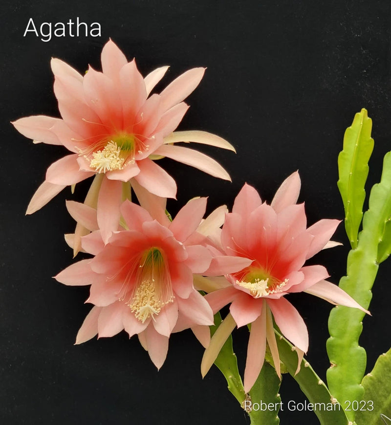 Epiphyllum cactus unrooted cutting with green stems and three pale pink flowers