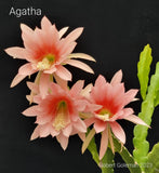 Epiphyllum 'Agatha' Unrooted Cutting - Rare Orchid Cactus - Beautiful Antique! Orchids