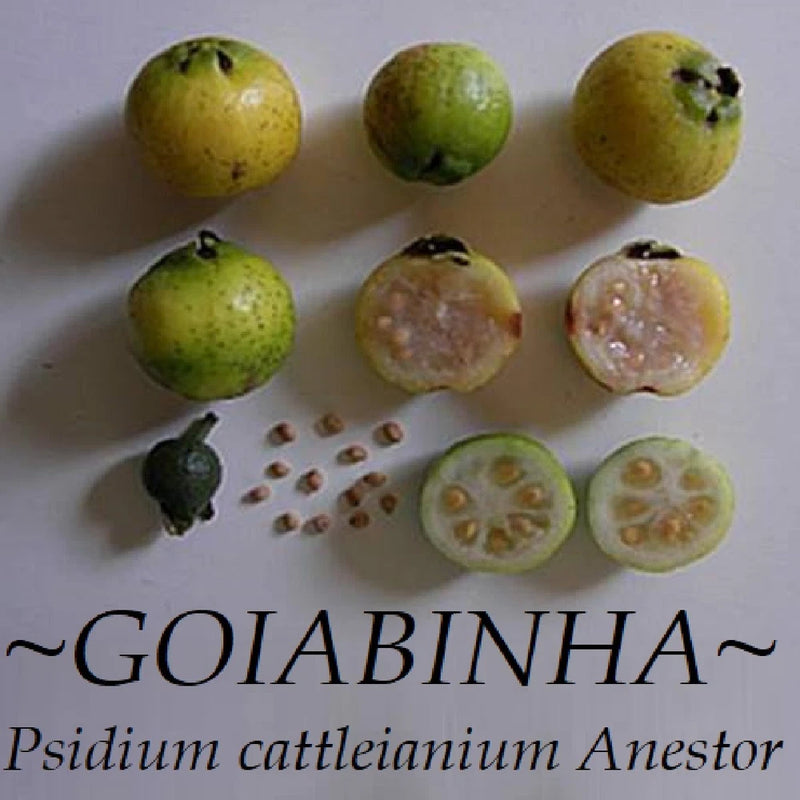 Goiabinha fruit set: whole green fruits and sliced halves showing brown seeds