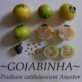 ~GOIABINHA~ Psidium cattleianium Anestor FRUIT TREE Live Potd med 12-24+in Plant Orchids