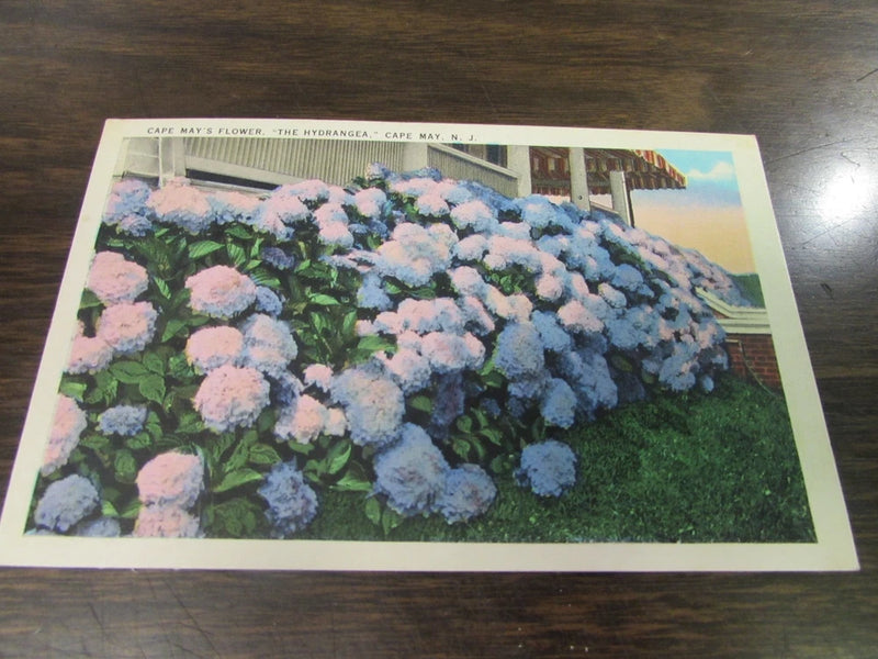 VINTAGE - CAPE MAY'S FLOWER - THE HYDRANGEA - CAPE MAY N.J. POSTCARD - EXCELLENT Hydrangea